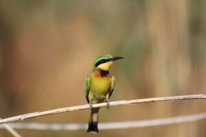 Little Bee Eater