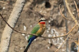 White Fronted Bee Eater