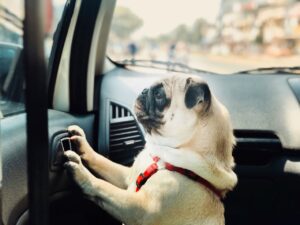 Pug looking out car window