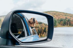 Dog reflecting in car side mirror