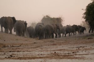 Elephants in Chobe