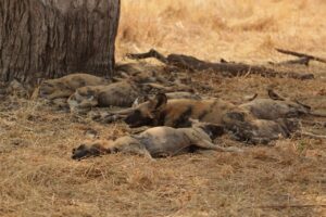 Wild Dogs resting under tree