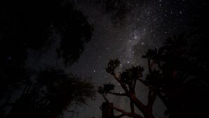 Milky Way above Tree Canopy