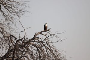 African Fish Eagle in tree