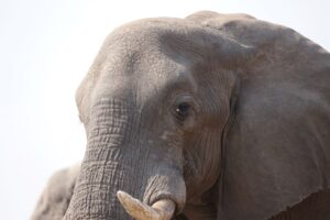 Elephant Head