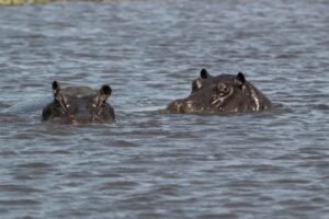Hippos Submerged