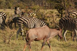 Tsessebe & Zebras