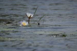 Water Lilly