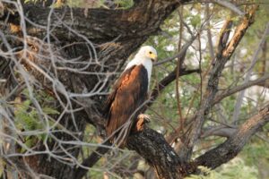 African Fish Eagle in tree