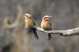 White Fronted Bee Eaters