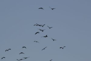 White-faced Ducks in flight
