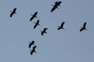 White-faced Duck in flight