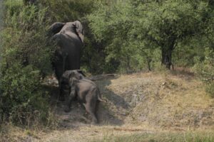 Elephants walking up embankment