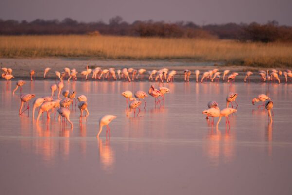 Flamingos at Nata Bird Sanctuary