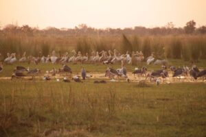Marabu Storks & Pelicans