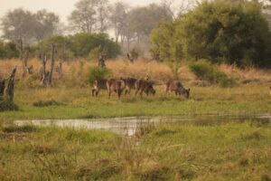 Waterbuck