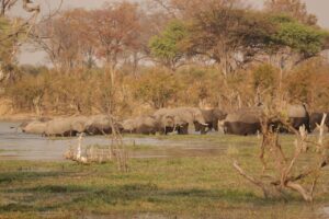 Herd of elephants crossing water