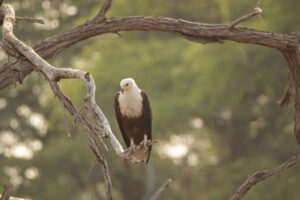African Fish Eagle in Tree