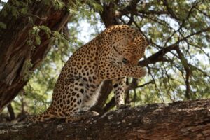 Leopard licking its paw