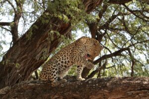 Leopard licking its leg