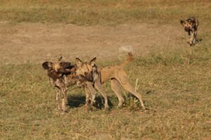 Wild Dogs